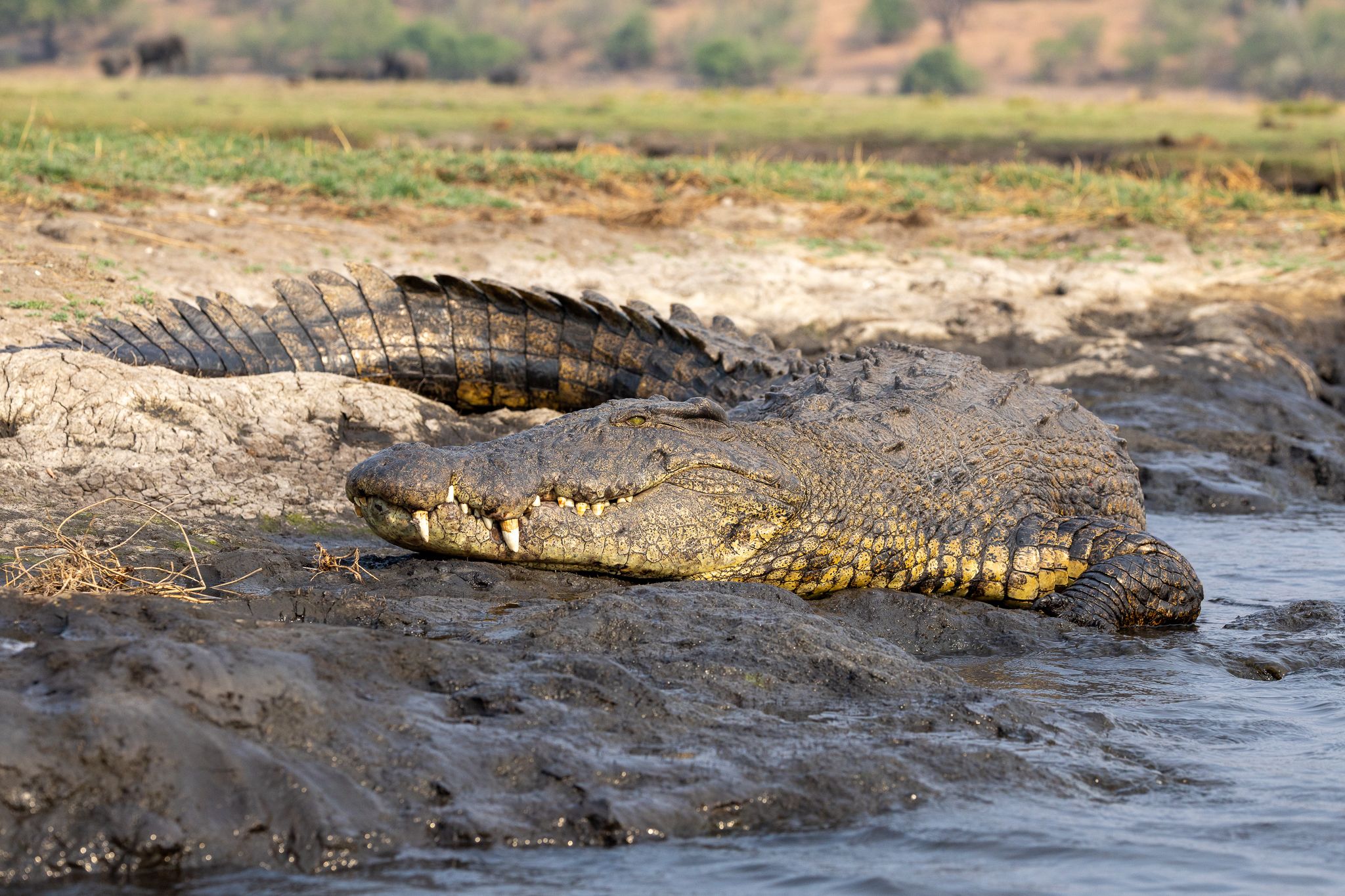 A nile crocodile resting on the banks of the Chobe river, Botswana.
