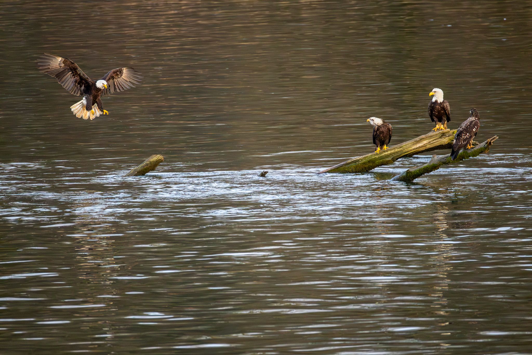 Eagles take a break from fishing for smelt in the Columbia river