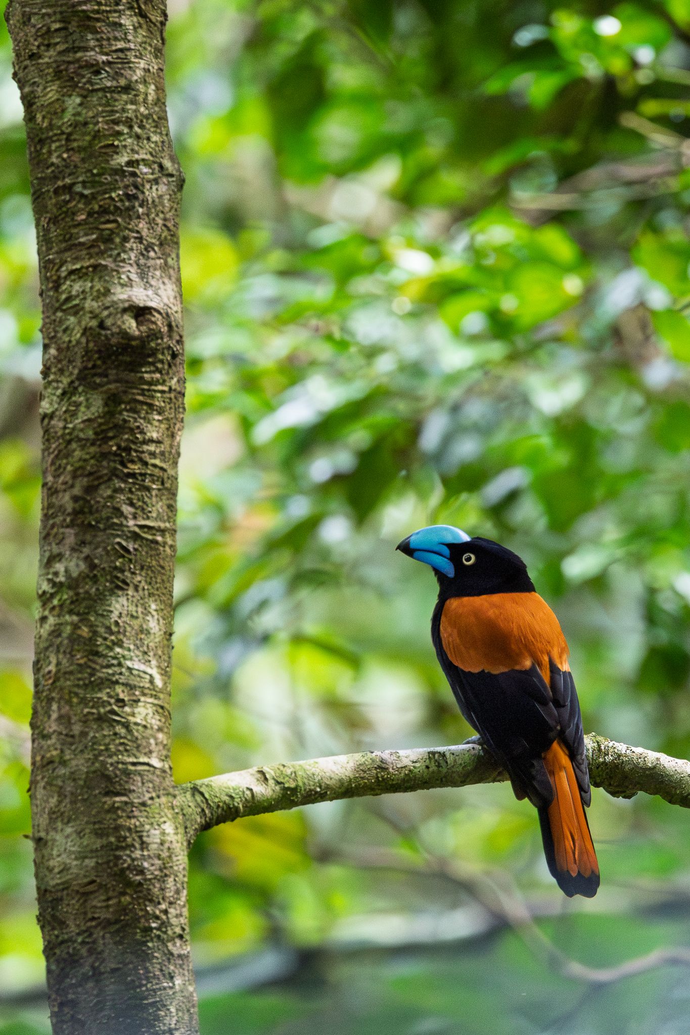 A Helmet Vanga in the rainforest of Masoala National Park, Madagascar