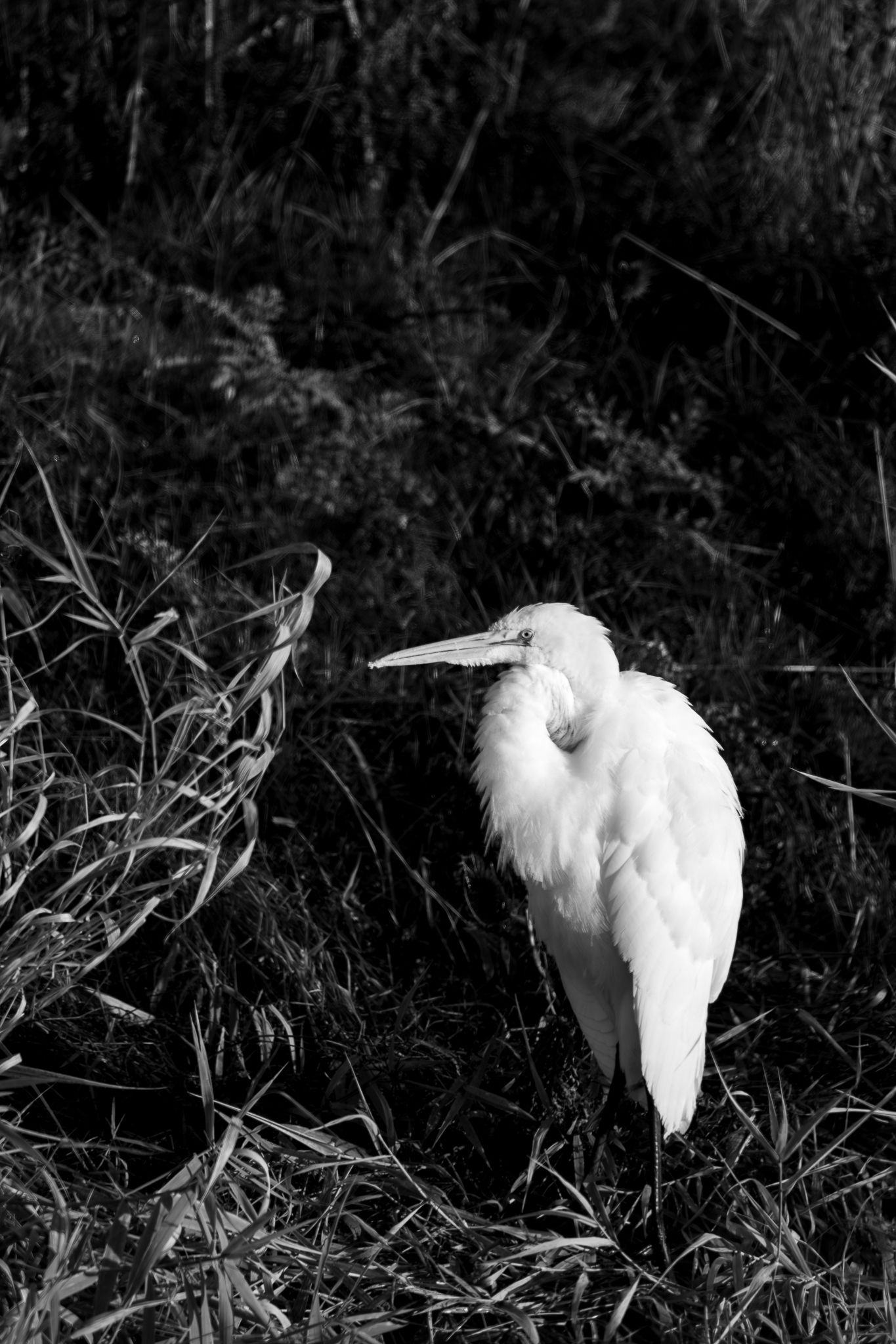 A Great Egret in Ridgefield National Wildlife Refuge