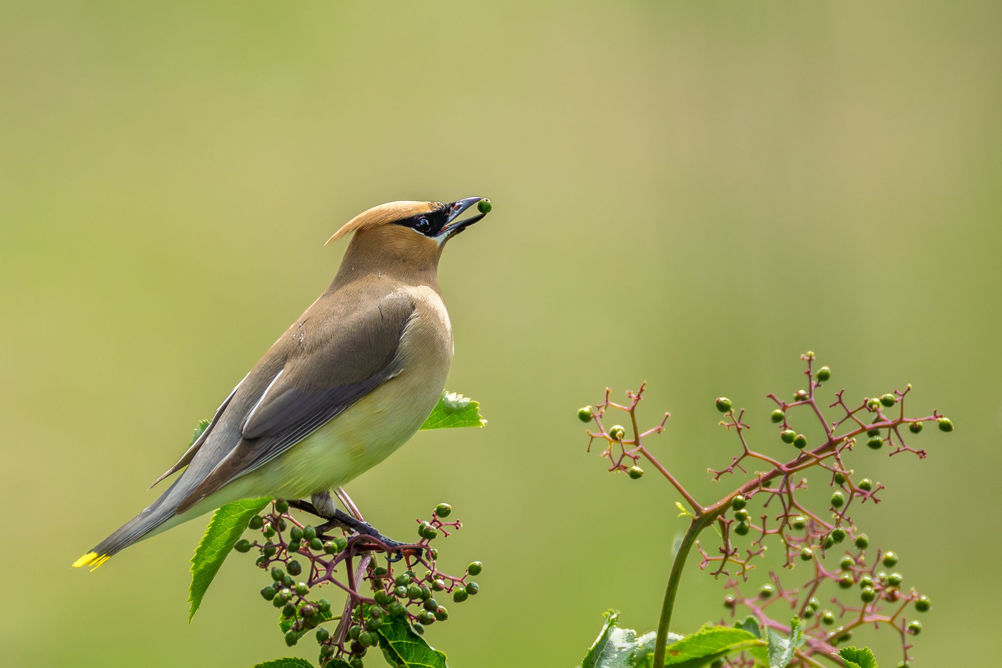 A Cedar Waxwing getting a a snack.