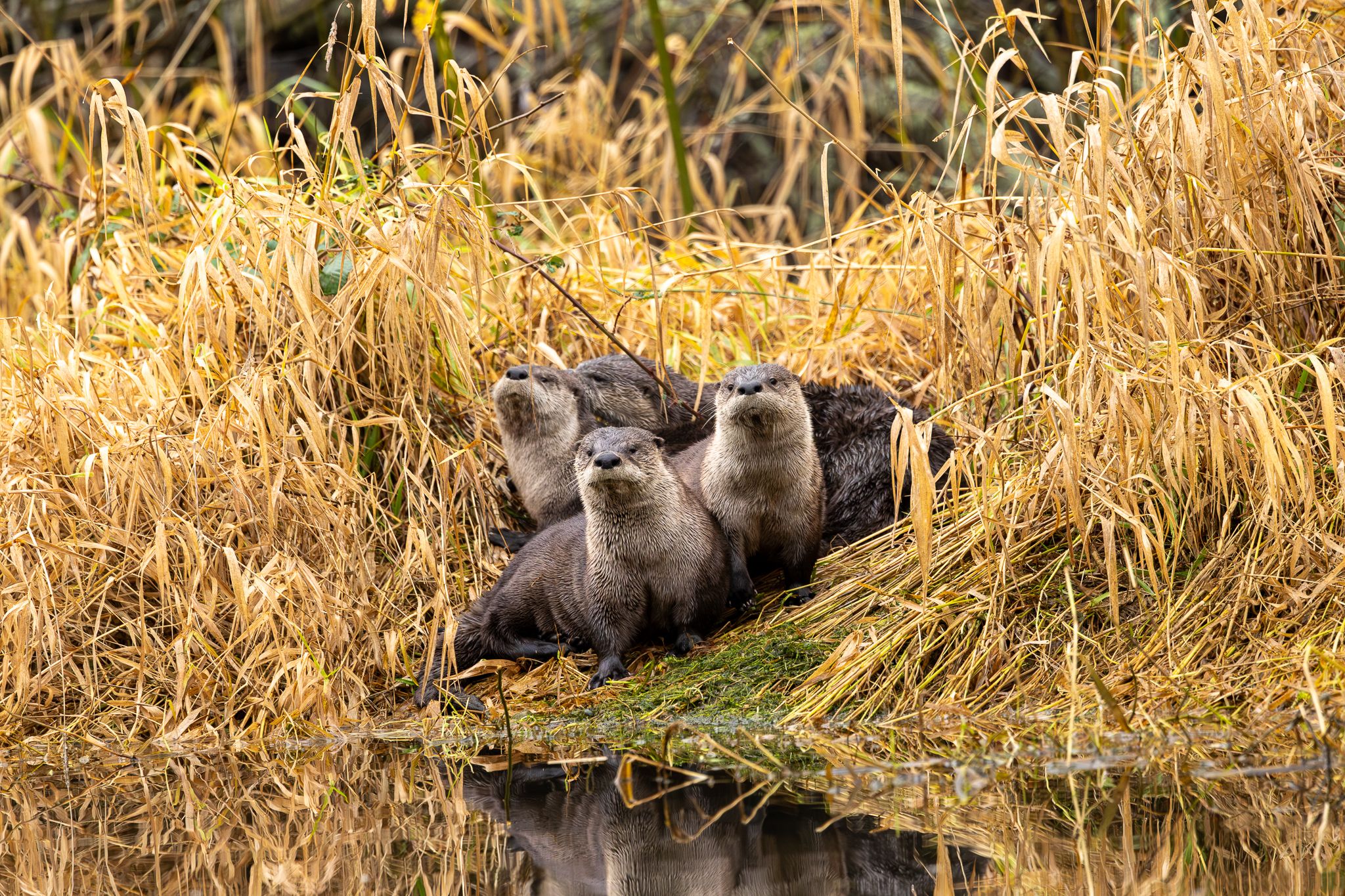 A family of river otters in Washington State.