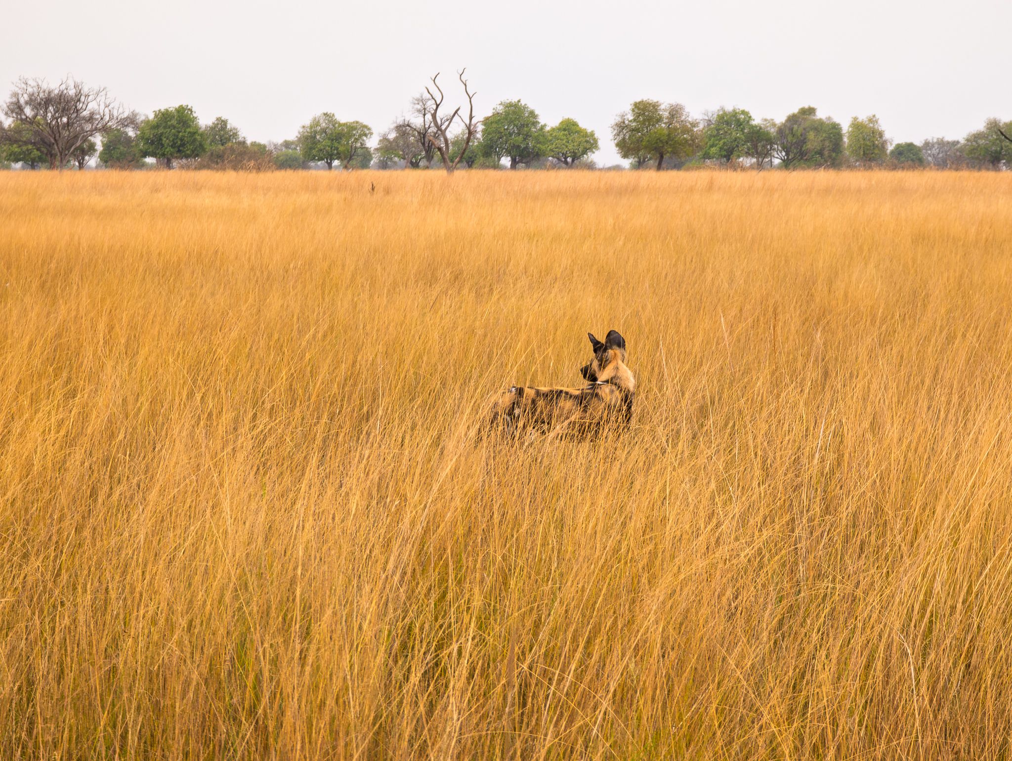 An African Wild Dog hunting in the Okavango Delta, Botswana