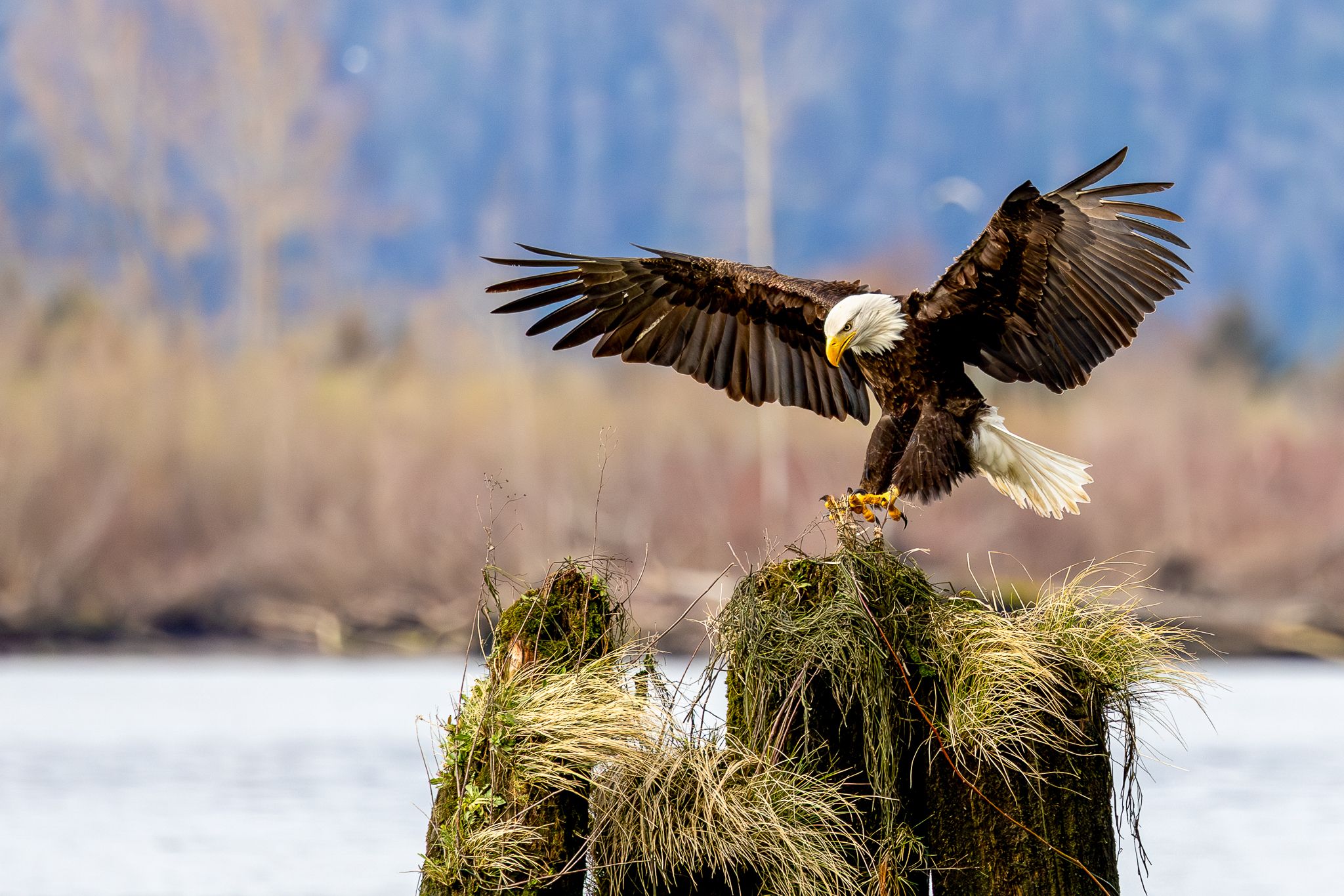A bald eagle landing on some pylons in the Columbia River