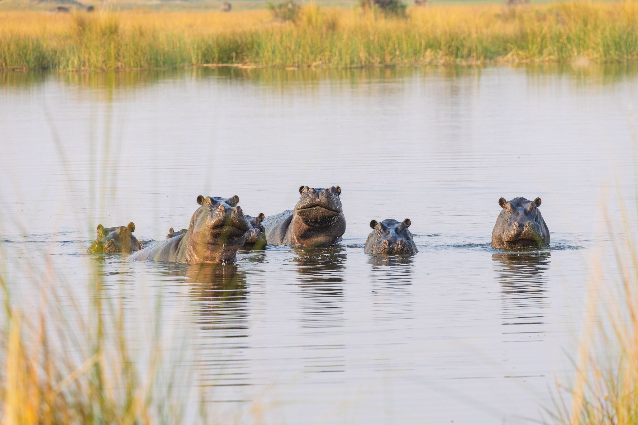A pod of hippos in the Okavango Delta, Botswana