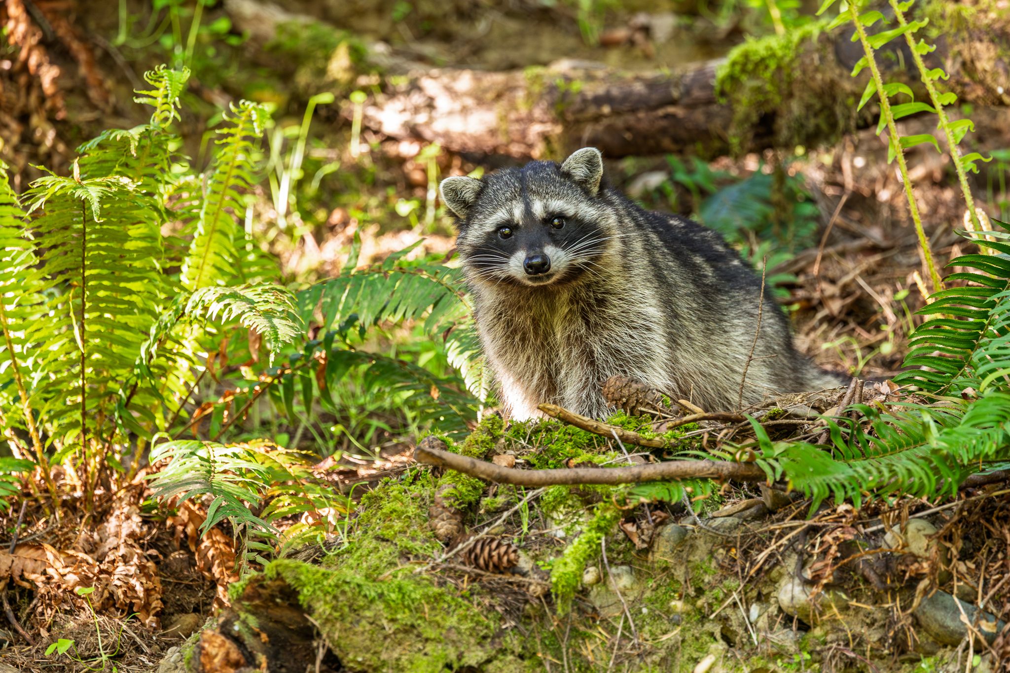 A raccoon in Washington Sate.