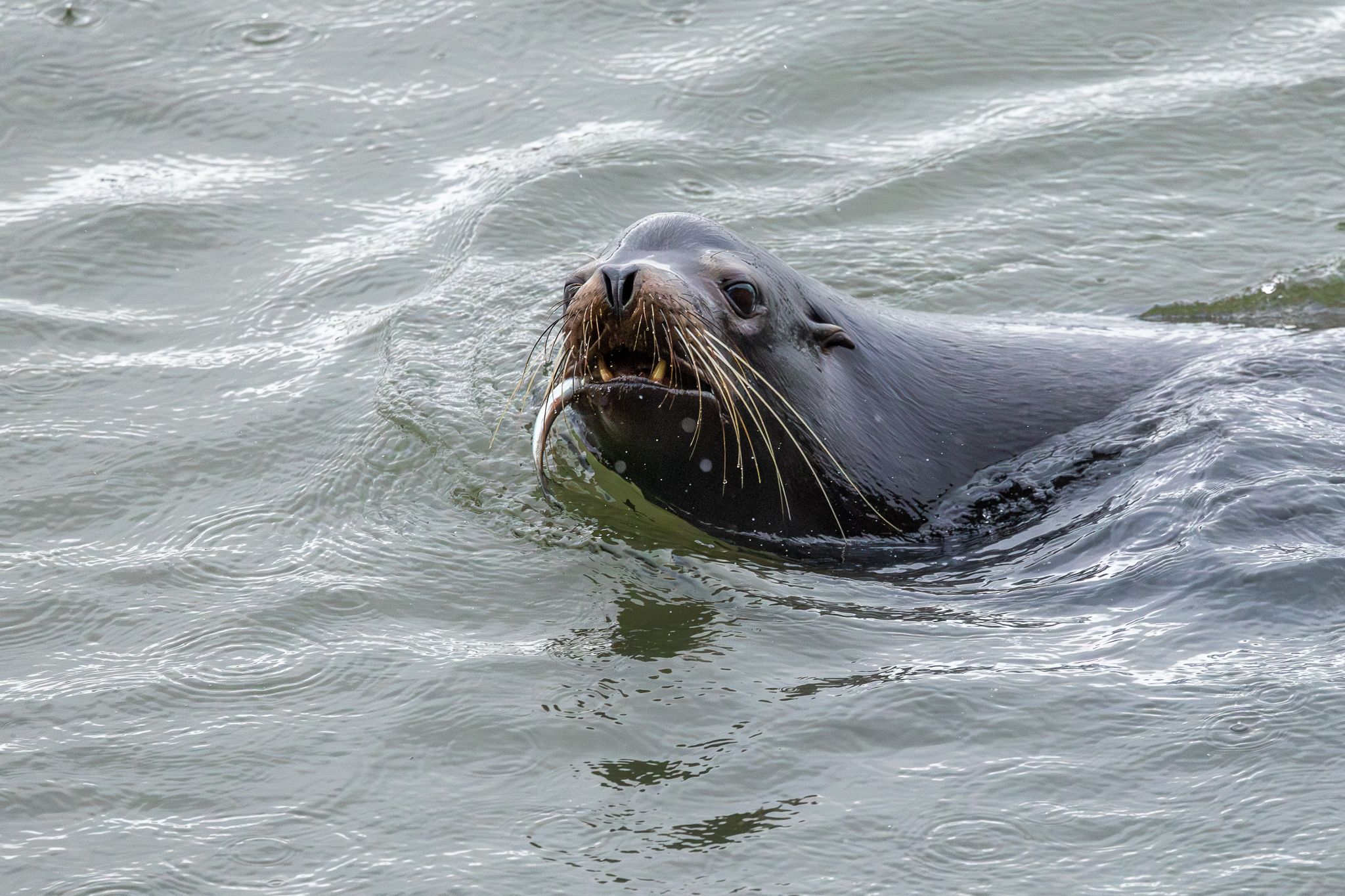 A sea lion in the Columbia river feasting on the smelt run.