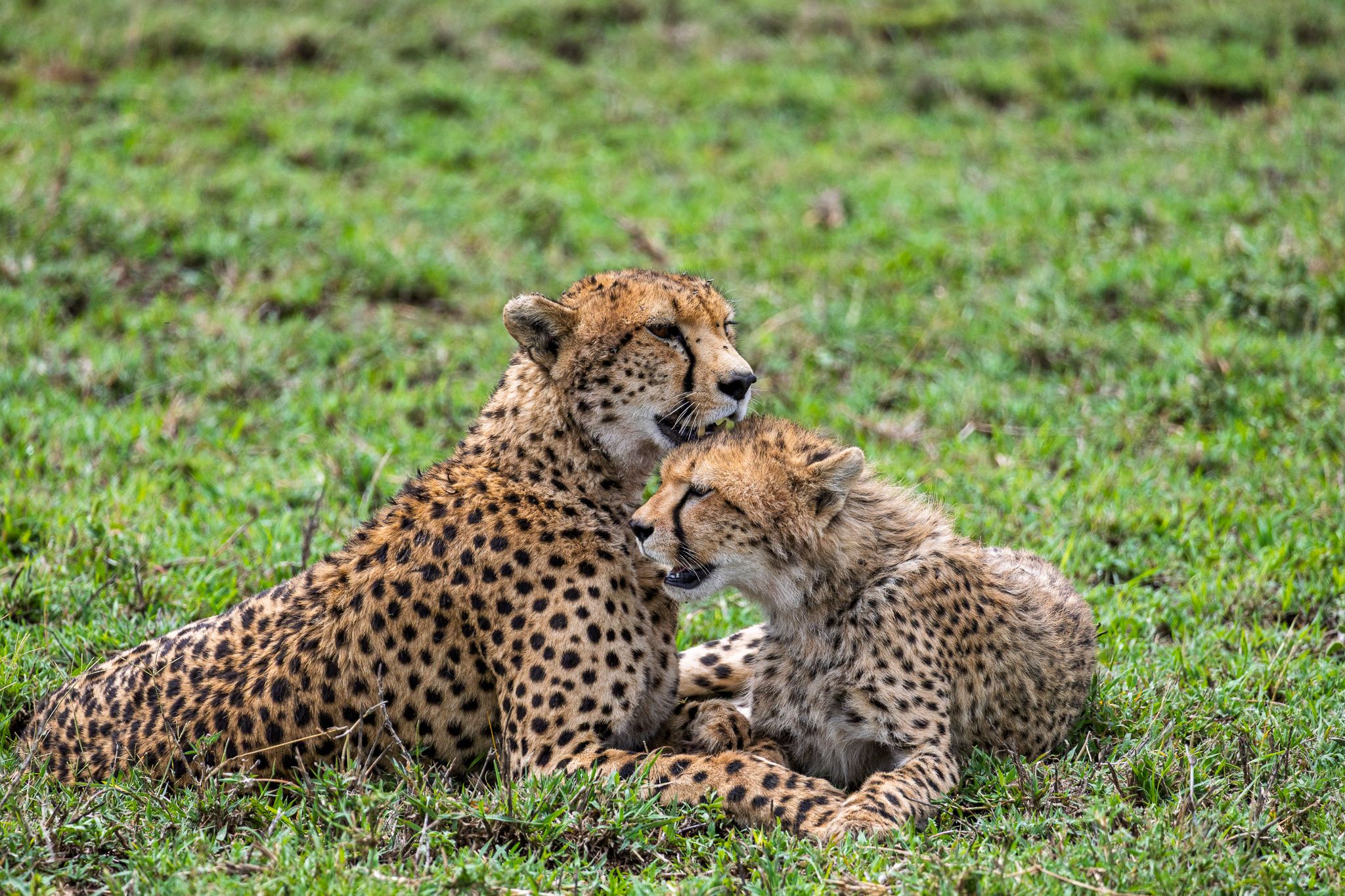 A mother cheetah resting with her cub in Serengeti National Park, Tanzania
