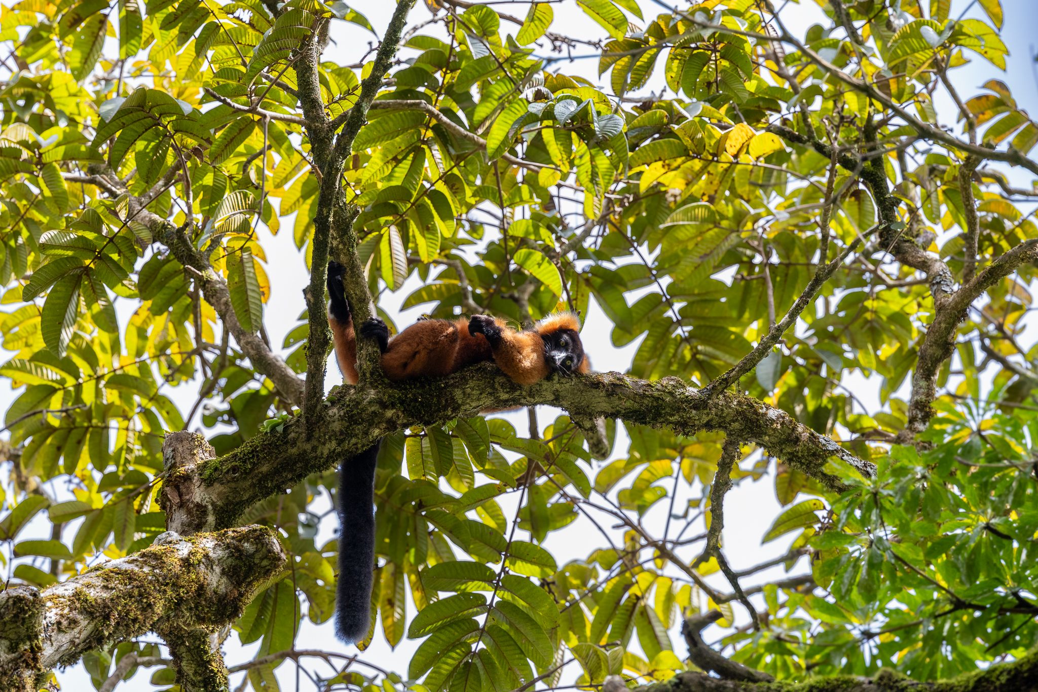 A red ruffed lemur in Masoala National Park in Madagascar