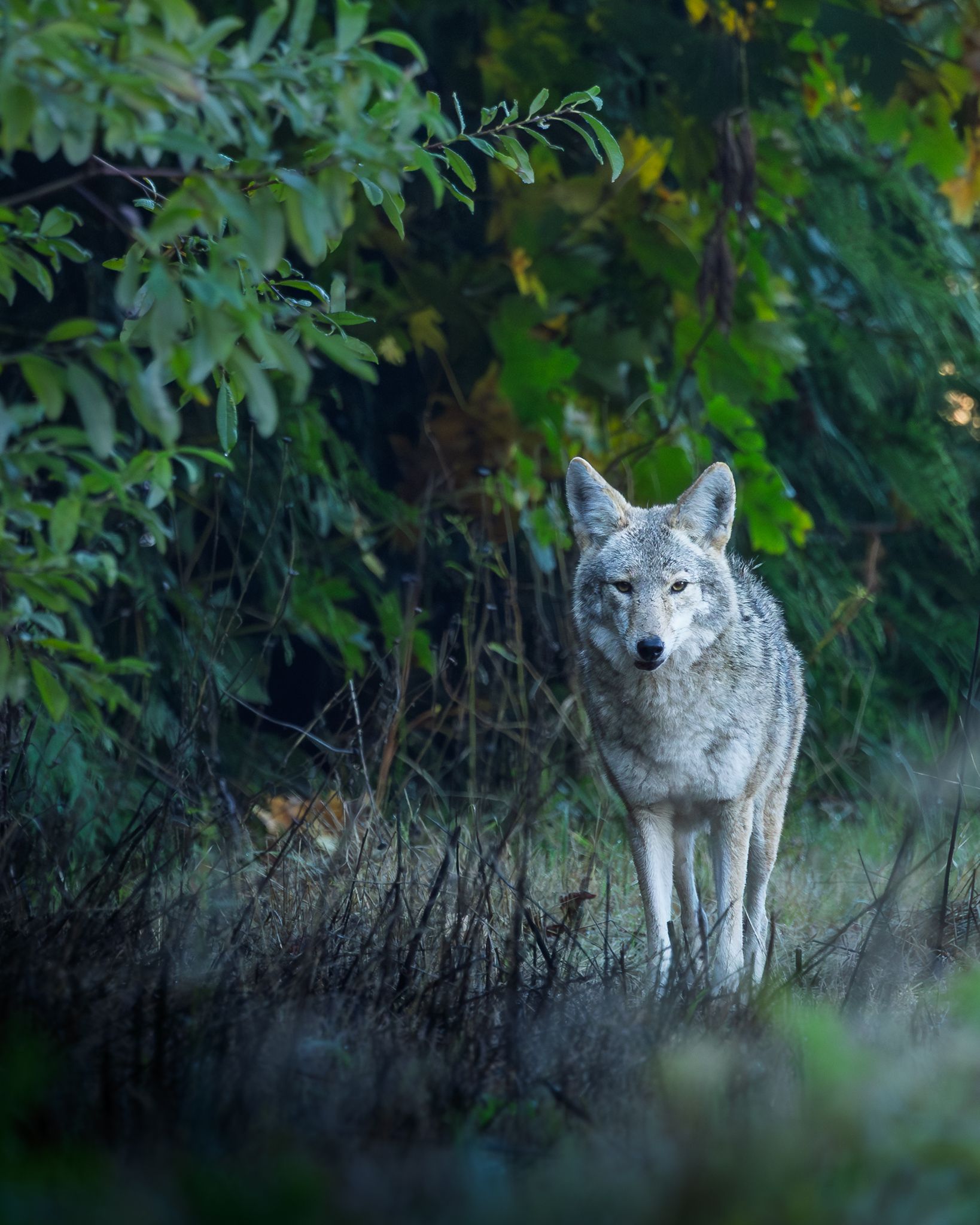 A Coyote in Southwest Washington State.