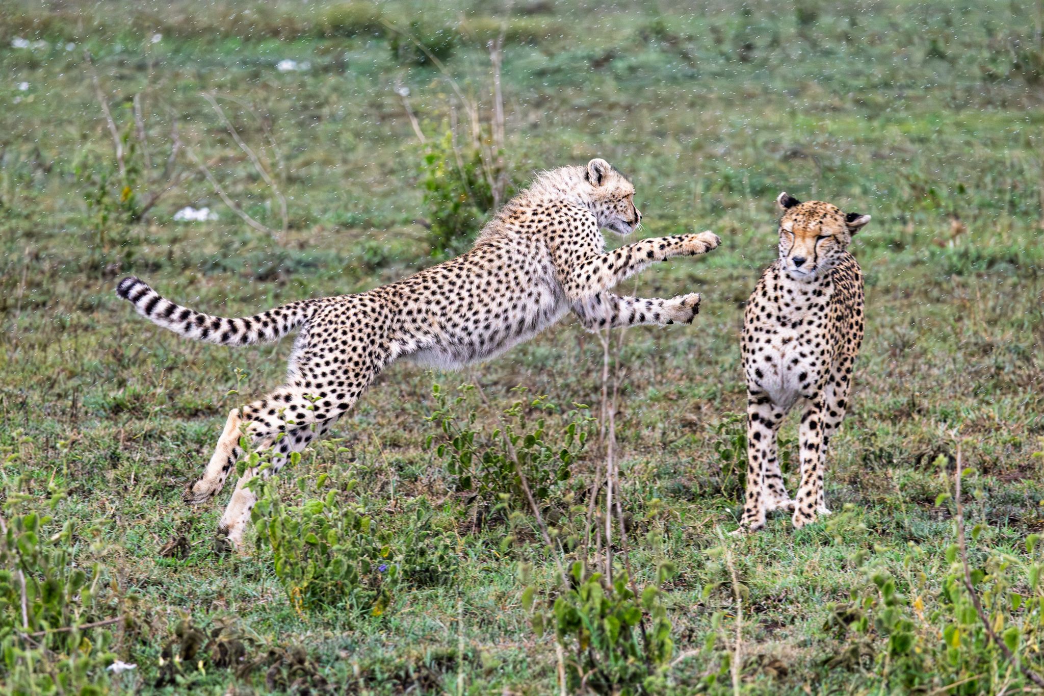 A cheetah cub pouncing on mom in Serengeti National Park, Tanzania