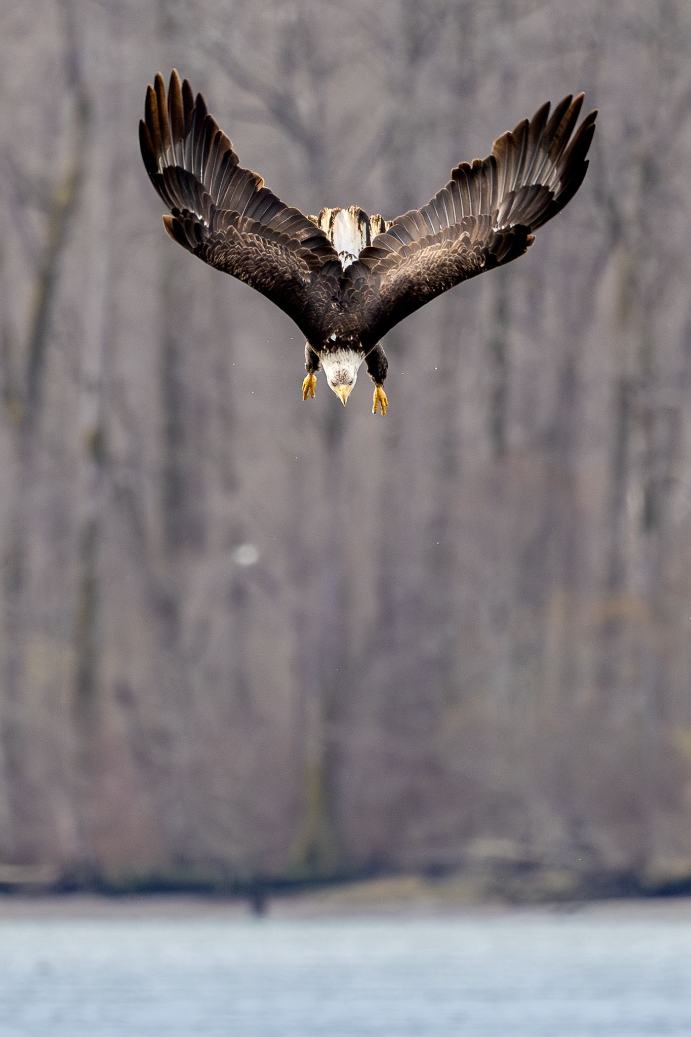 A bald eagle diving for smelt in the Columbia River
