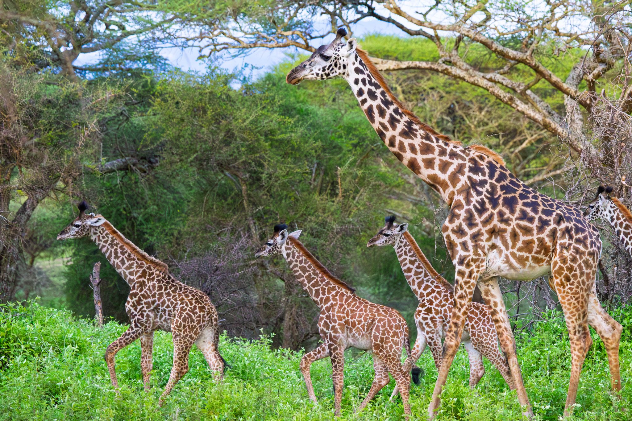 Some young giraffes and their babysitter in Ndutu, Tanzania