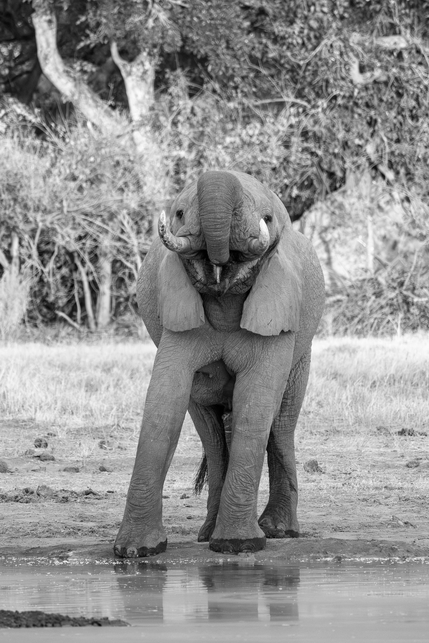 A young elephant enjoying a drink at a waterhole in the Okavango Delta, Botswana