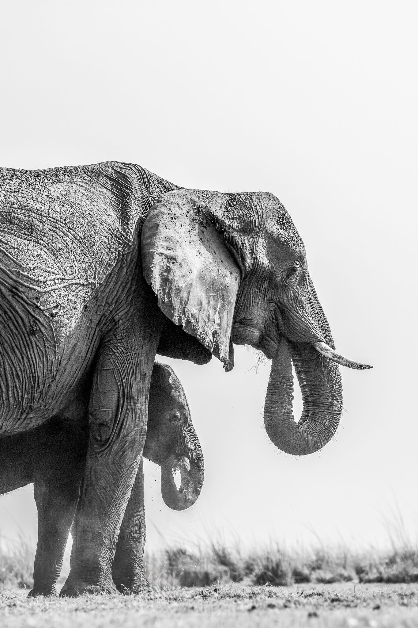 An elephant mom with her baby mirroring her in Chobe National Park, Botswana