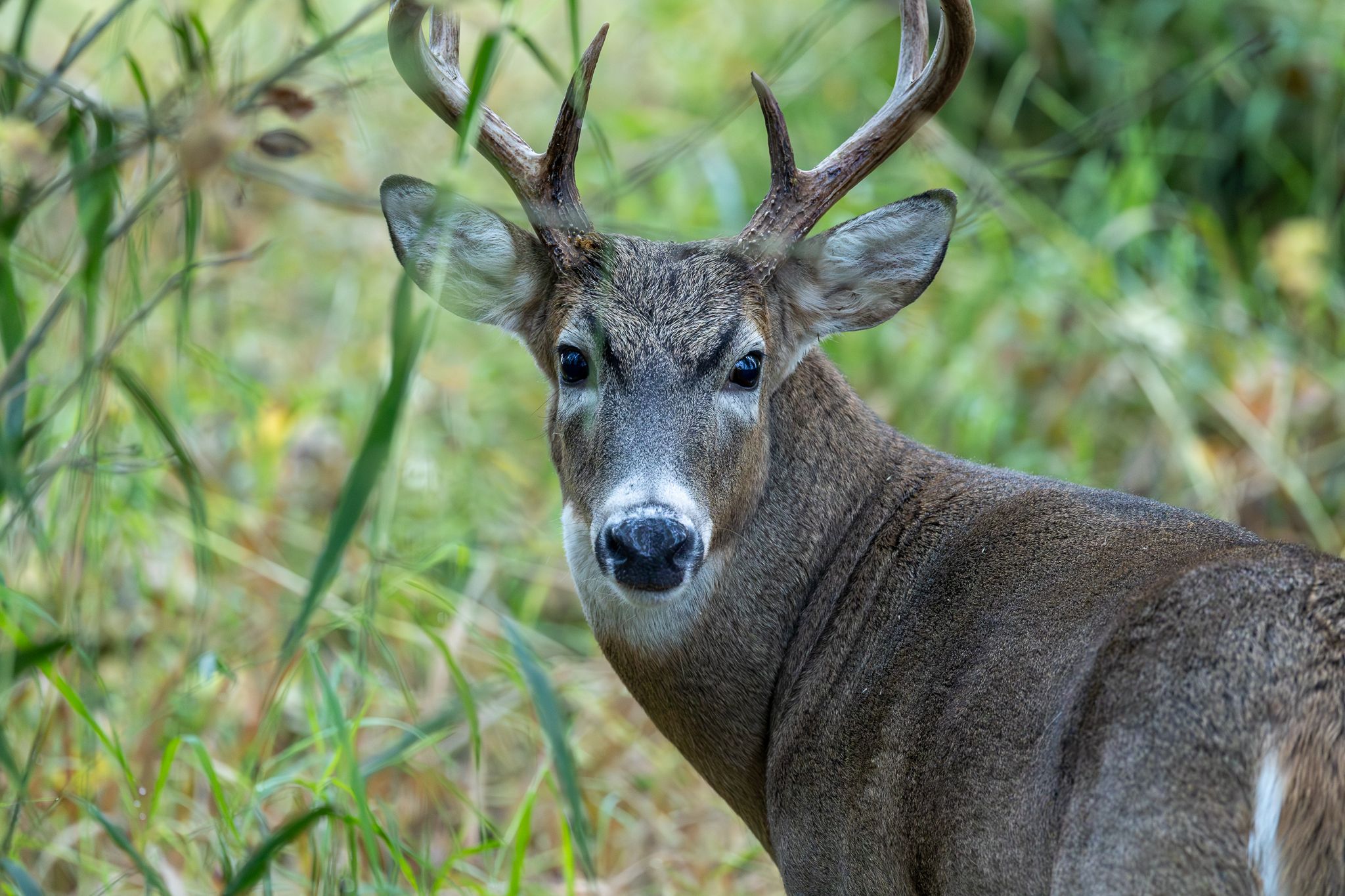 A White-tailed deer in Ridgefield National Wildlife Refuge