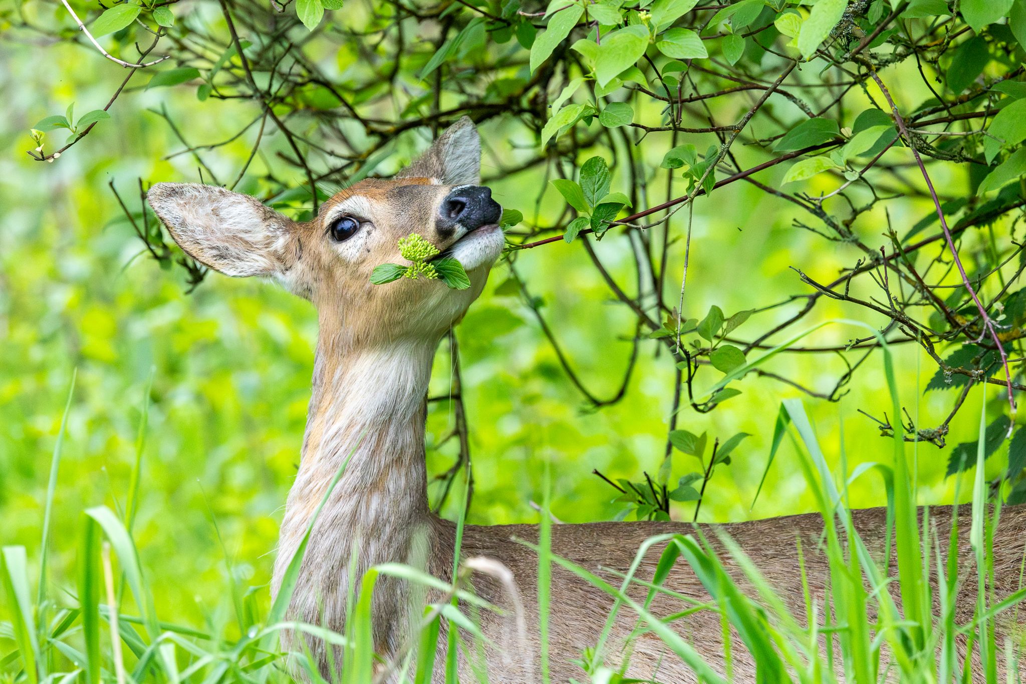 A deer browsing in Ridgefield National Wildlife Refuge