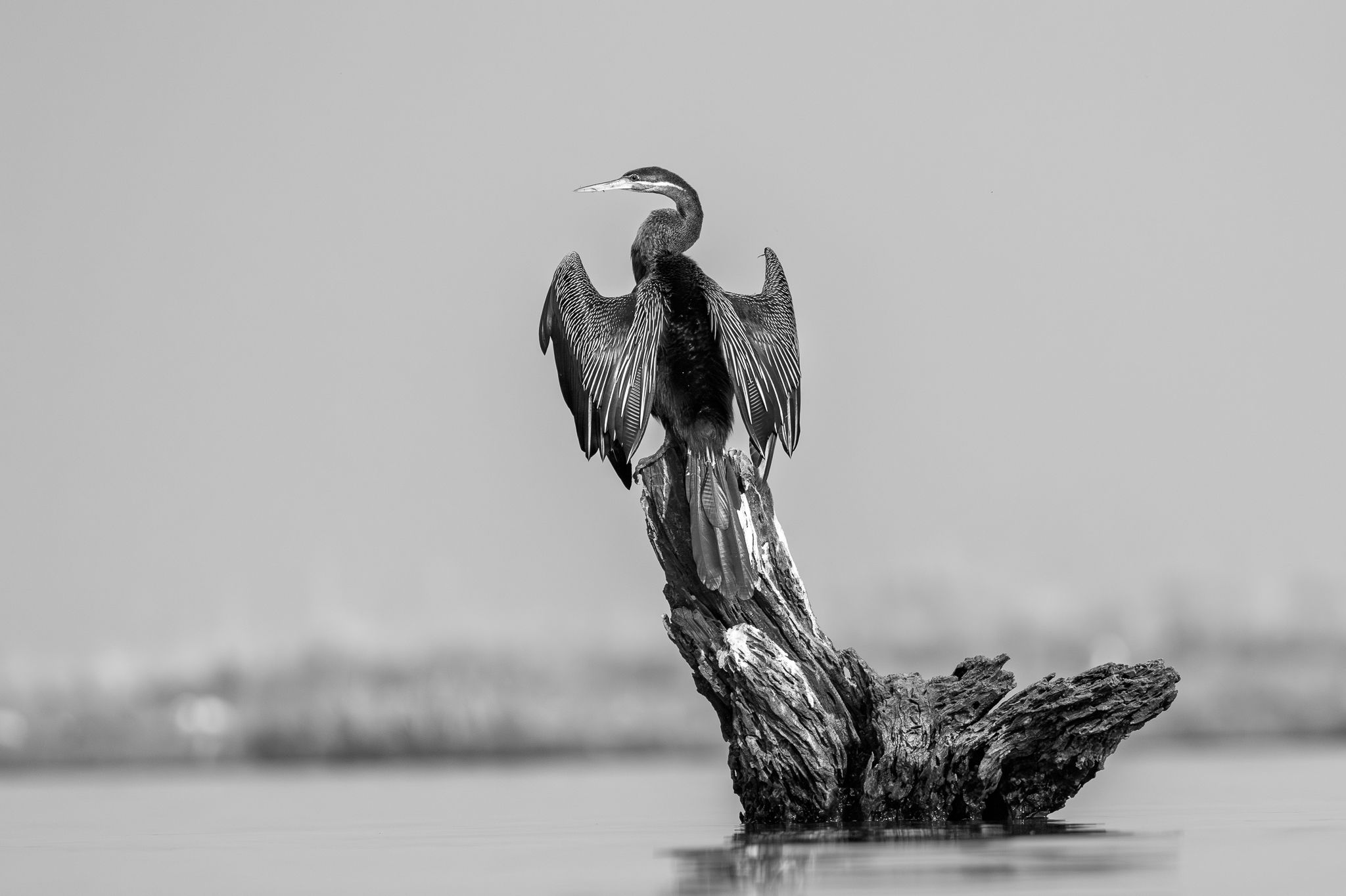 A reed cormorant drying off in Chobe National Park, Botswana