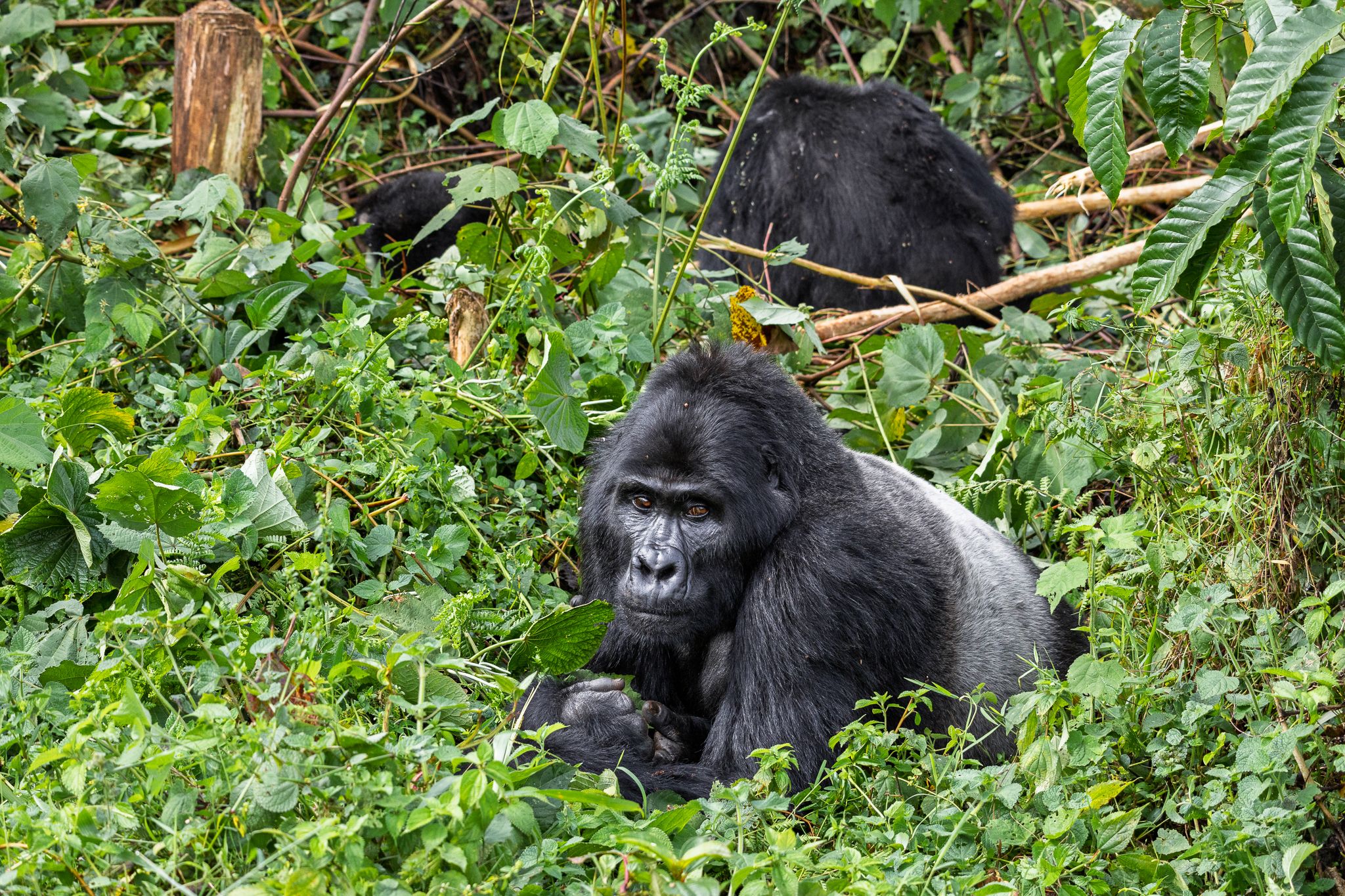 Silverback Mountain Gorilla in Bwindi Impenetrable Forest National Park