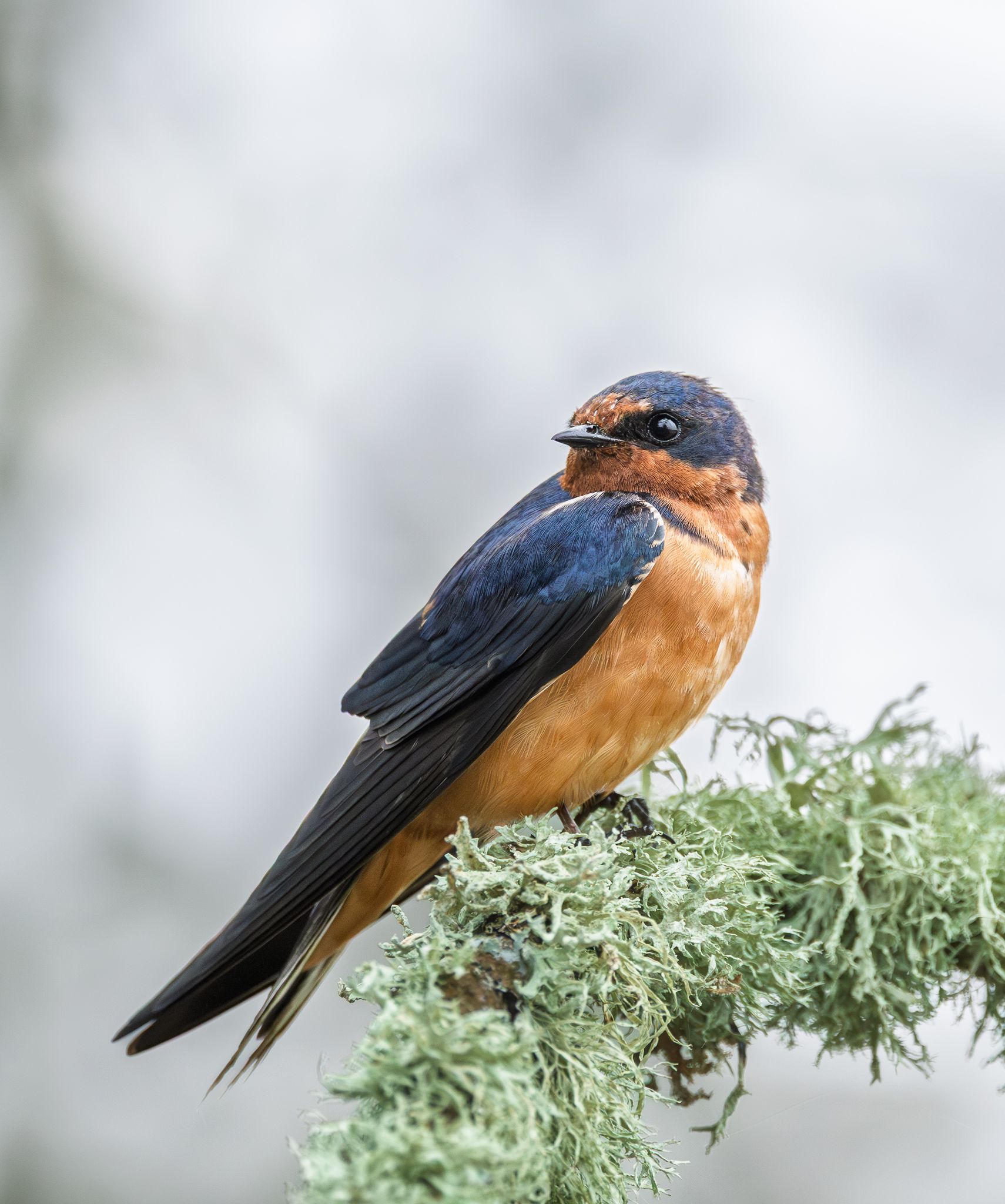 A Barn Swallow in Ridgefield National Wildlife Refuge