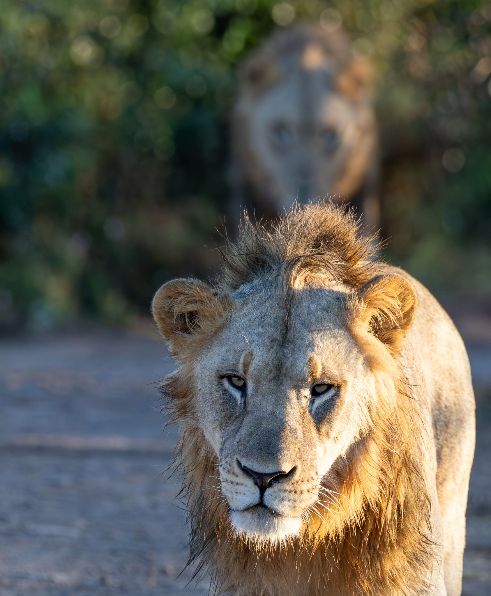 Brothers walking along in Hluhluwe–iMfolozi Park, South Africa