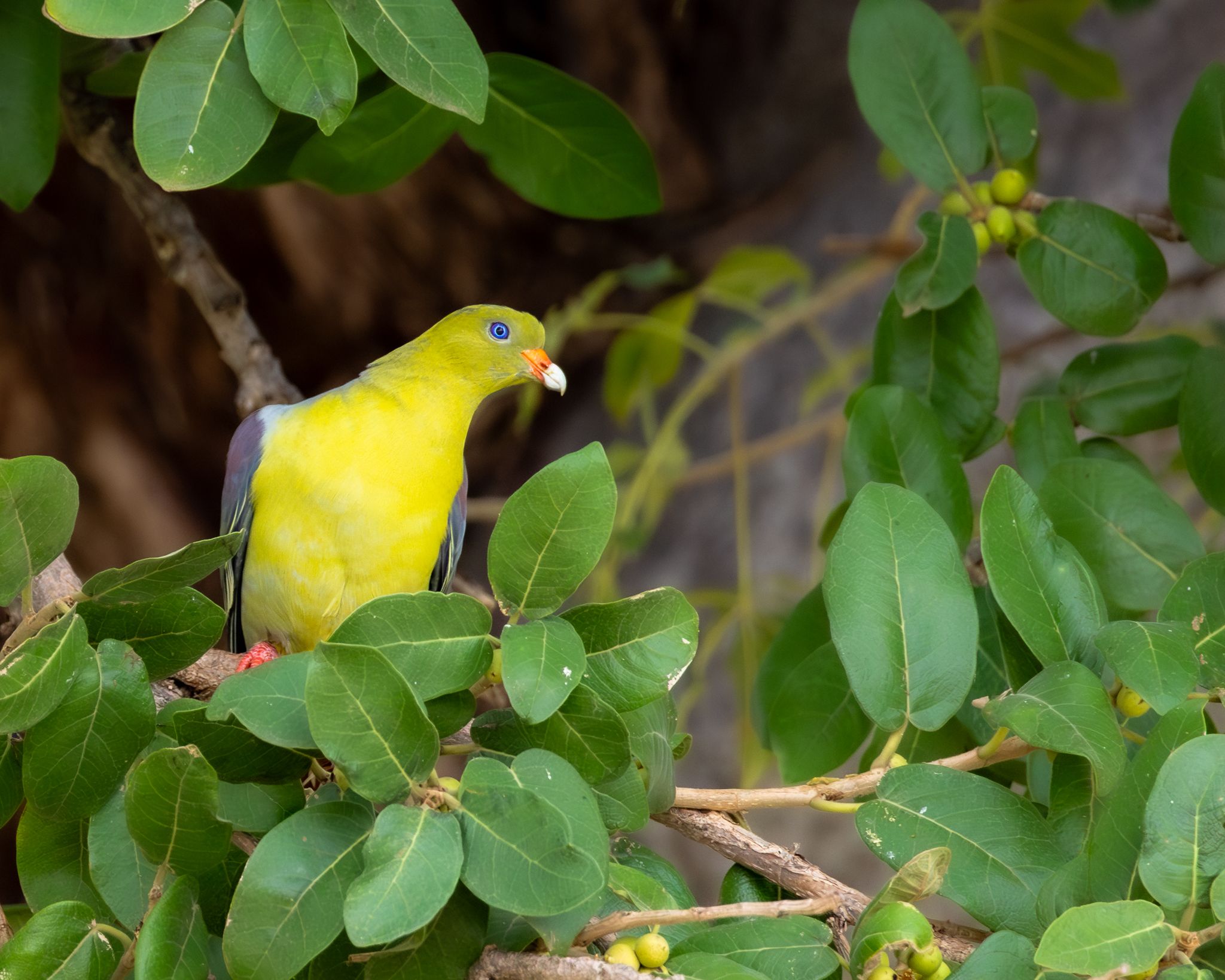 A Green Pigeon in Tanzania