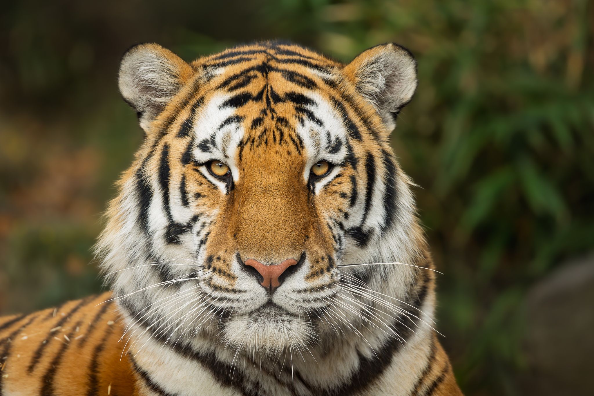 An Amur Tiger at the Oregon Zoo.