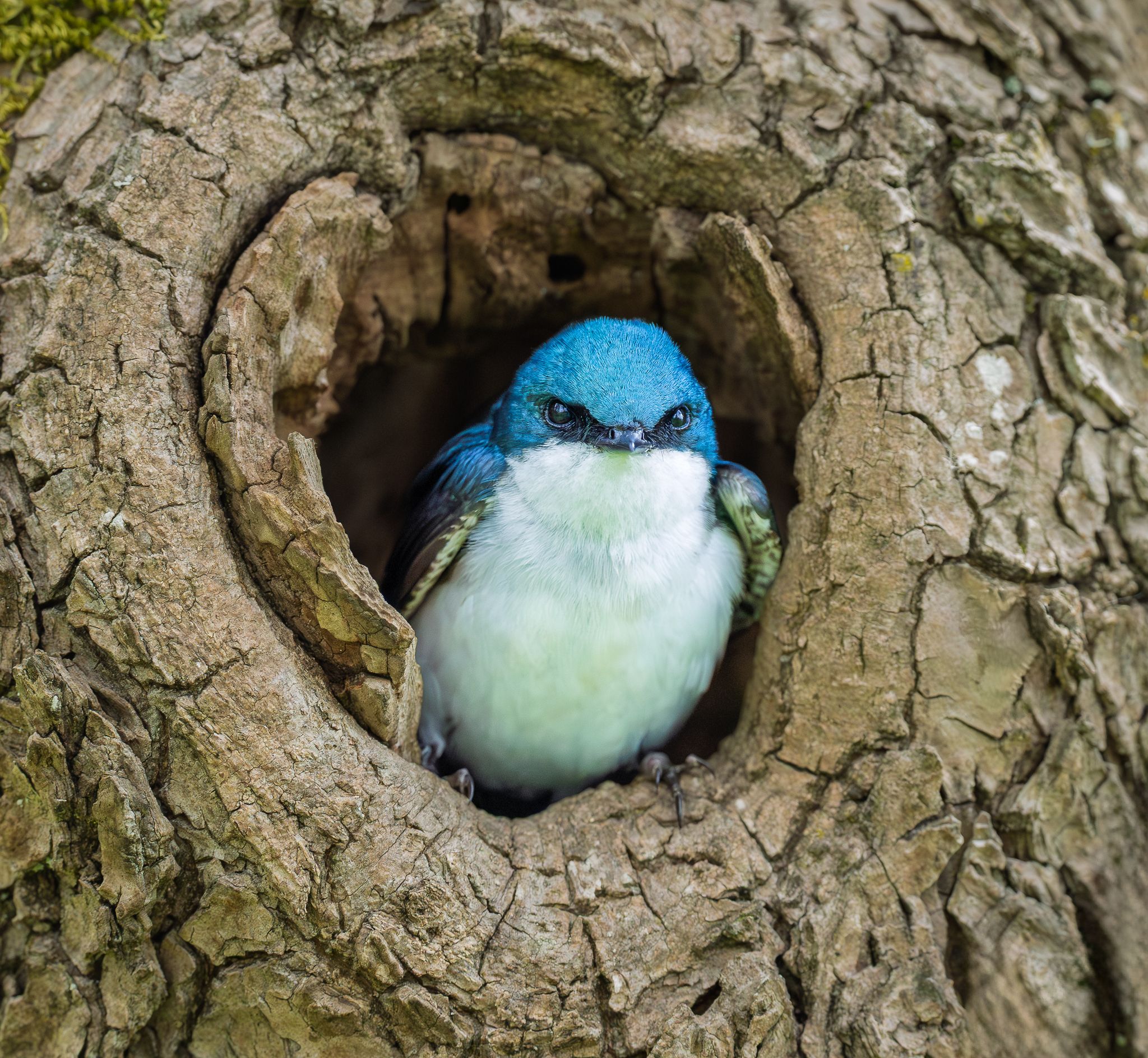 A Tree Swallow looking out of it's nest in Southwest Washington.