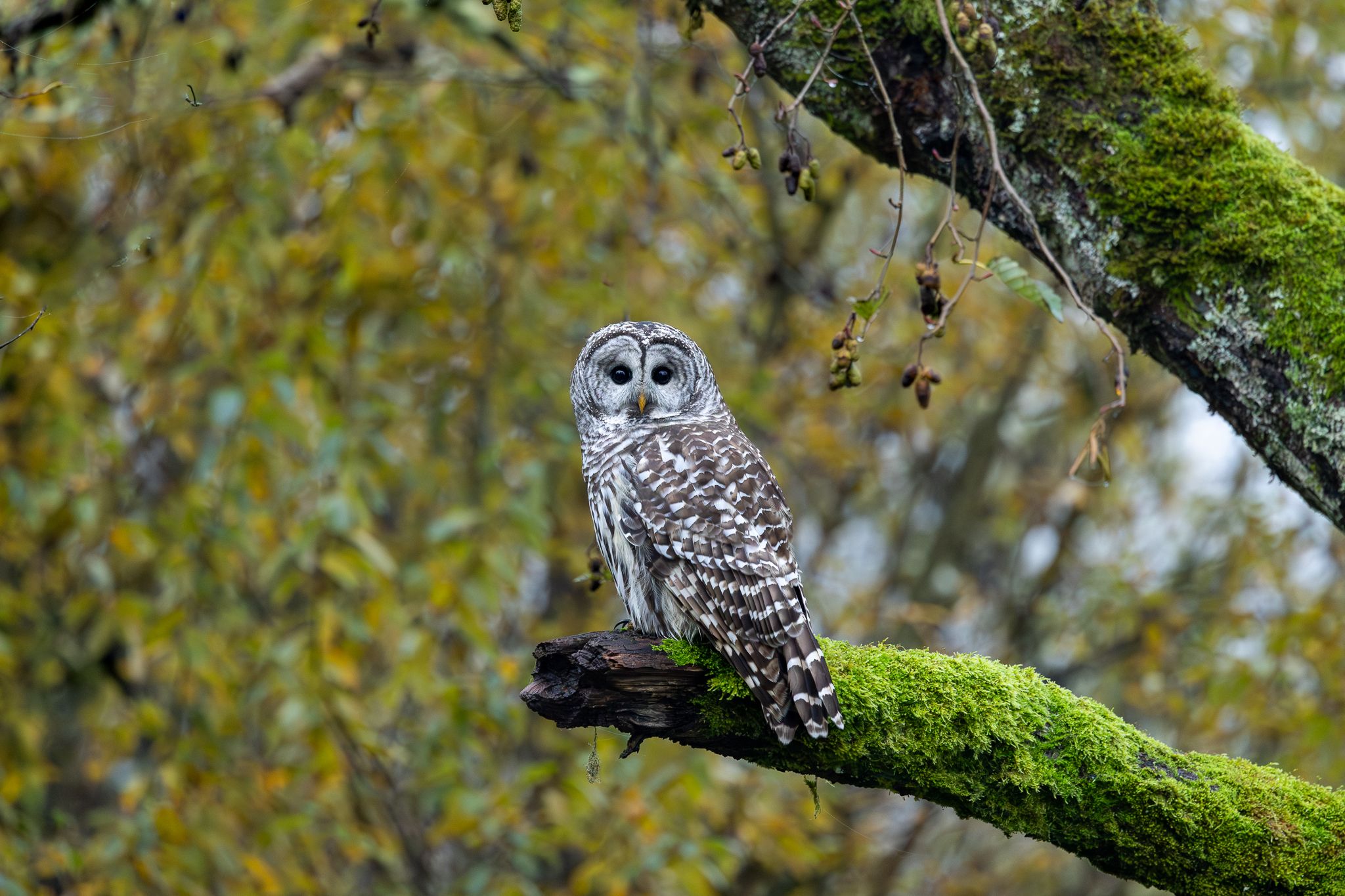 A Barred Owl perched on a tree branch in Washington State.