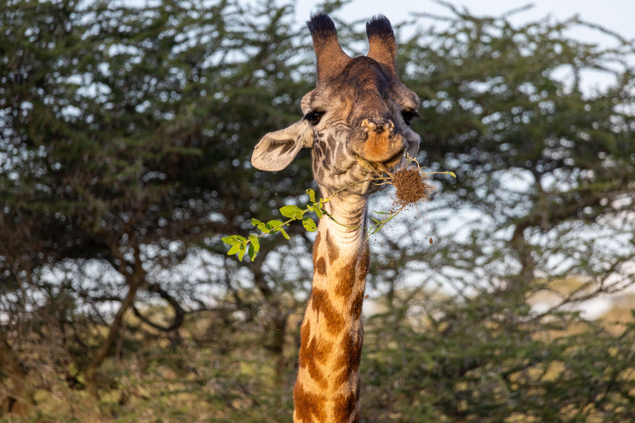 A giraffe having a snack  in Ndutu, Tanzania