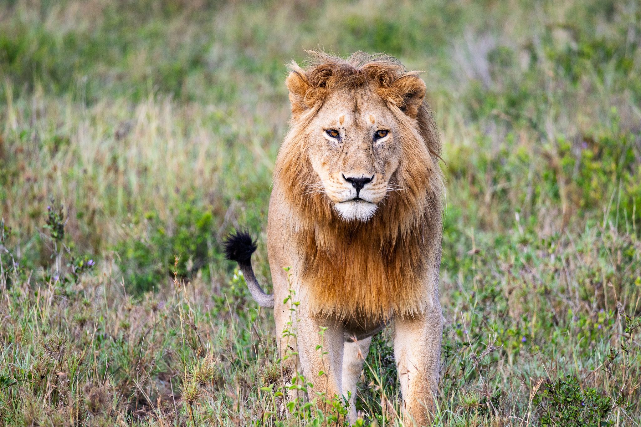 A male lion on the prowl in Serengeti National Park, Tanzania