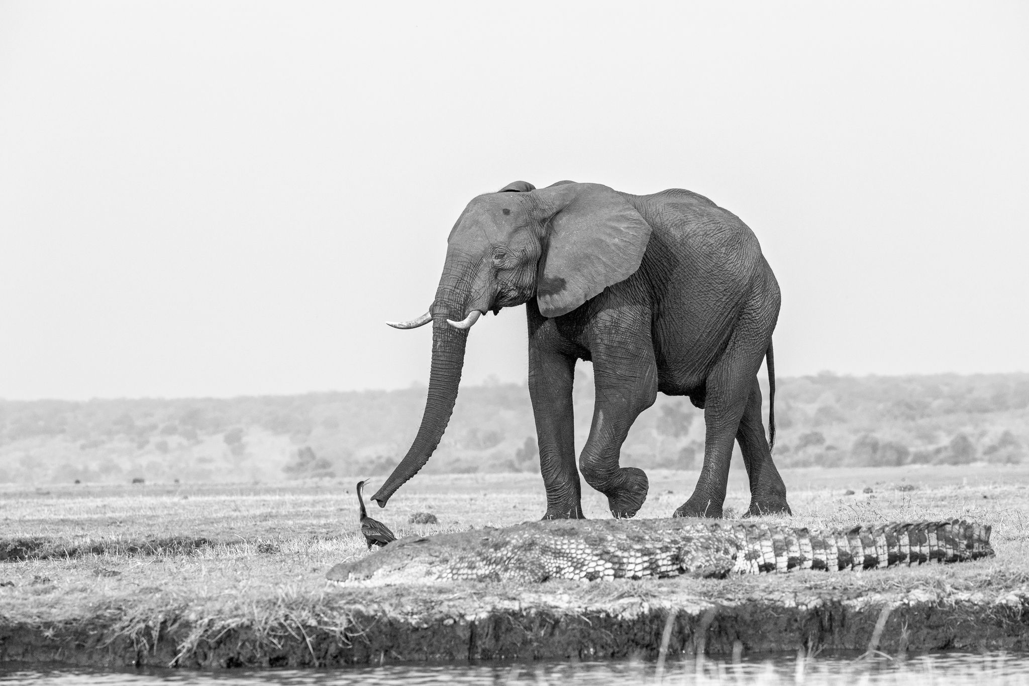 An elephant and crocodile on the banks of the Chobe river in Chobe National Park, Botswana