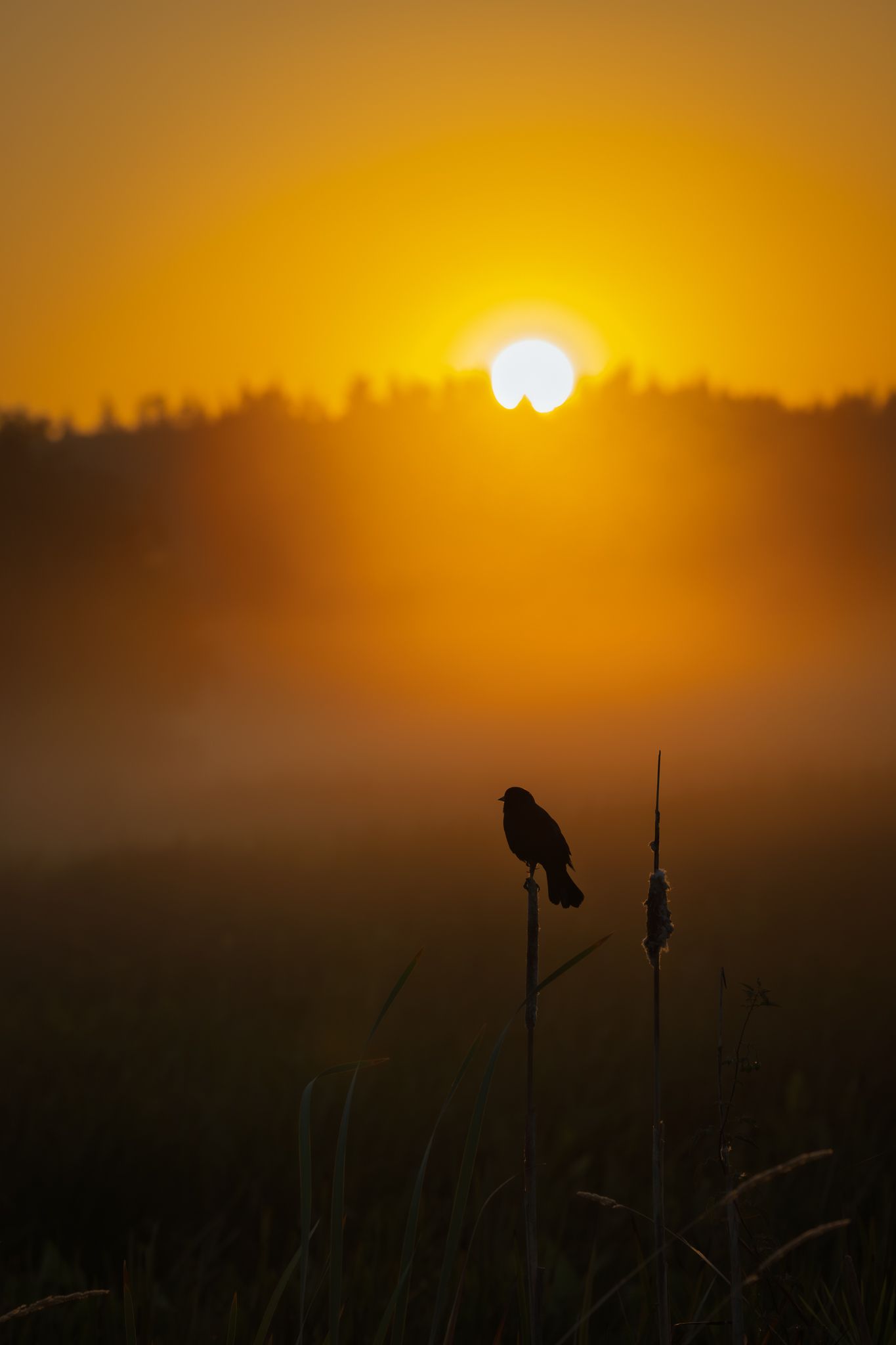 A Red-winged blackbird in Ridgefield National Wildlife Refuge in the misty sunrise.