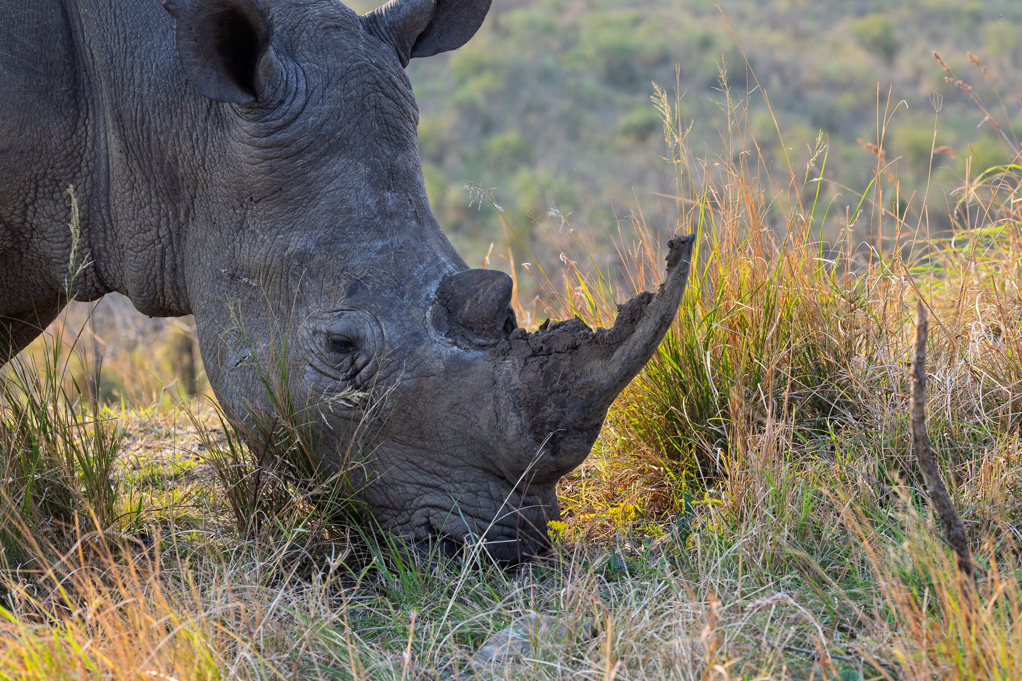 A White Rhino in Hluhluwe–iMfolozi Park, South Africa