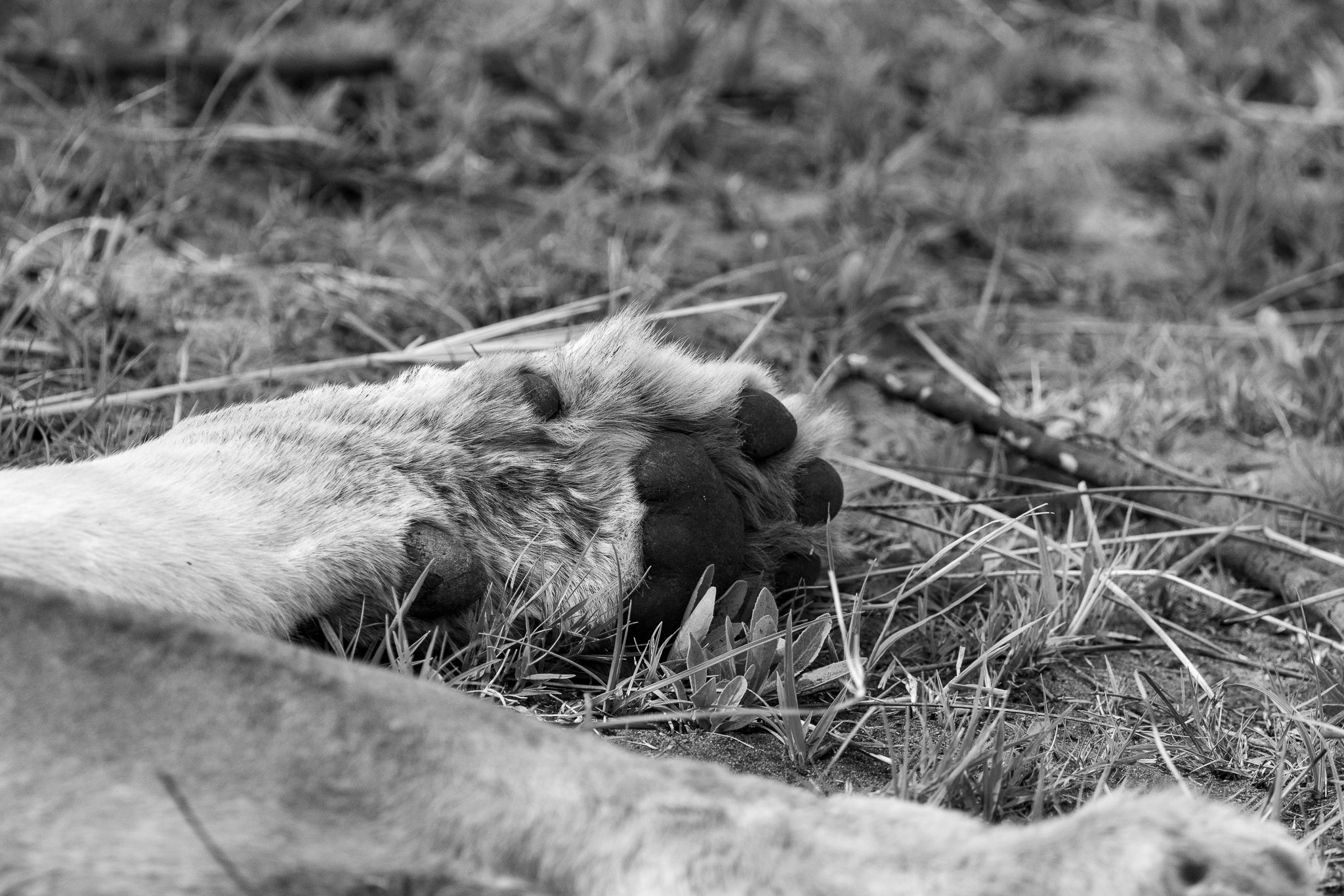 A lion's paw in the Okavango Delta, Botswana
